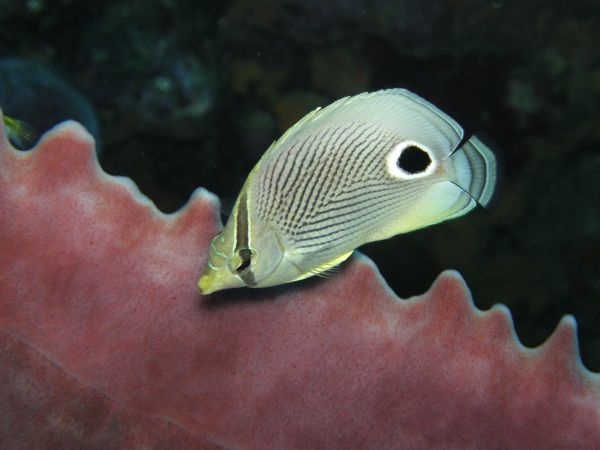Poisson papillon Kat Zie Foureye butteflyfish Chaetodon capistratus